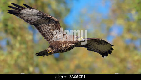 Braun nach Mäusebussard fliegt schnell vor Sommer Bäume auf der Suche nach Beute Stockfoto