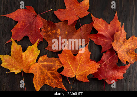 Rot und Orange Maple Leafs auf dunklen Hintergrund Stockfoto