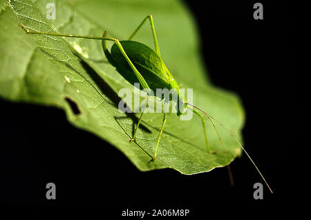 Eine große Familie von überwiegend grünen Heuschrecken, die ausgezeichnete Blatt imitiert. Sie haben eine große ovipositor wie dieses Blatt Katydid Stockfoto