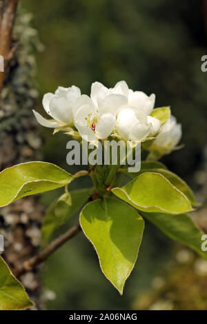 Pear Blossom. Eine Nahaufnahme der Weißen Birne Blumen blühen auf dem Baum. Stockfoto