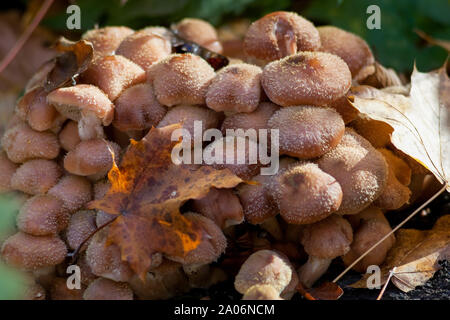 Große Gruppe von Honig Pilze im Herbst Wald wächst Stockfoto