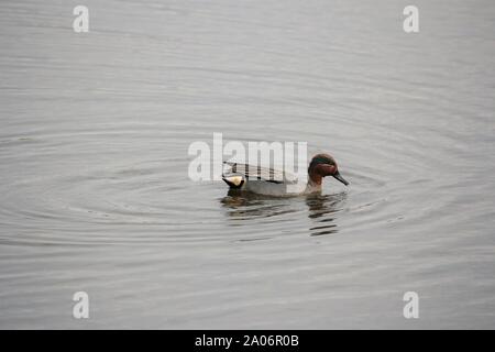 Ein Mann der Gemeinsamen Teal (Anas crecca) auf einem See in Münster, Deutschland Stockfoto