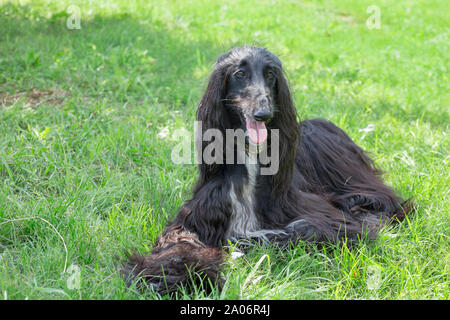 Cute Afghan hound schaut in die Kamera. Östlichen Greyhound oder persischer Windhund. Heimtiere. Reinrassigen Hund. Stockfoto