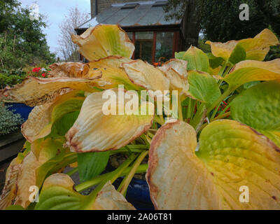 Bunte Blätter auf dieser Hosta Verkünder der Ansatz der Herbst in der kleinen Holding amateur Garten in Nidderdale bei 900 Ft. 18/09/19. Stockfoto