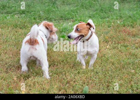 Zwei süße Jack Russell Terrier Welpen spielen im Herbst Park. Heimtiere. Reinrassigen Hund. Stockfoto