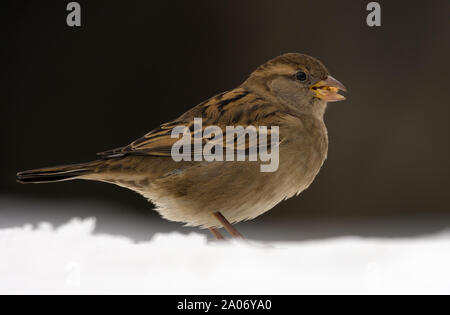 Weibliche Haussperling im Schnee für ein Portrait in Stumpf bedeckt Wintertag posing Stockfoto