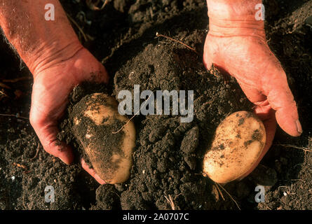 Schmutzige Hände der Gärtner mit Kartoffeln Stockfoto