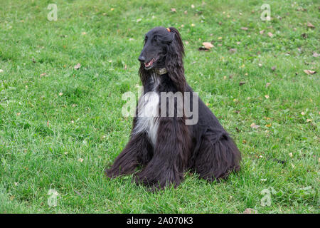 Cute Afghan hound sitzt auf einem grünen Gras im Herbst Park. Östlichen Greyhound oder persischer Windhund. Heimtiere. Reinrassigen Hund. Stockfoto