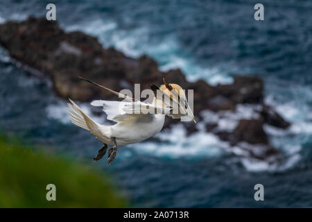 Isolierte Morus bassanus über Insel fliegen mit Federn auf Schnabel Stockfoto