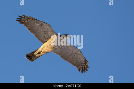 Nach Northern goshawk im schnellen Flug in blauer Himmel mit vollem Körper und Flügel Stockfoto