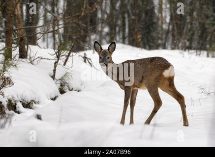 Weibliche Rehe gibt einen Kopf Kamera im Winter verschneite Wald Stockfoto