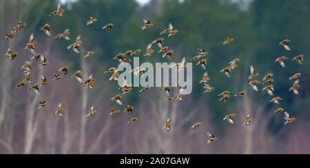 Große Anzahl von kleinen Vögel, wie z. B. gemeinsamen Hänflinge in sync Flug über Winter Bäume und Wald Stockfoto