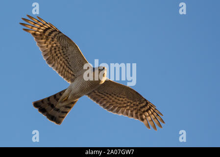 Männliche Eurasian sparrowhawk Segelfliegen in Flug in blauer Himmel mit gespreizten Flügeln Stockfoto