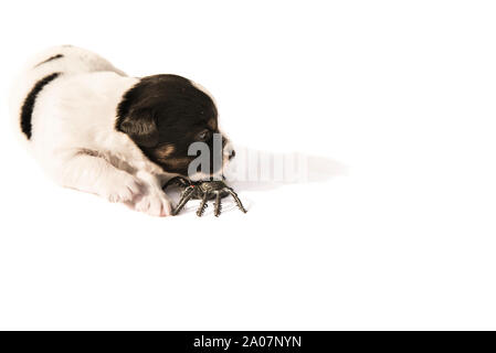 Jack Russell Terrier Welpe Hund mit Spinne - bereit für Halloween Stockfoto