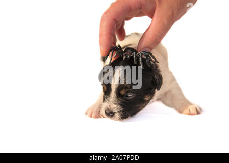 Jack Russell Terrier Welpe Hund mit Spinne - bereit für Halloween Stockfoto