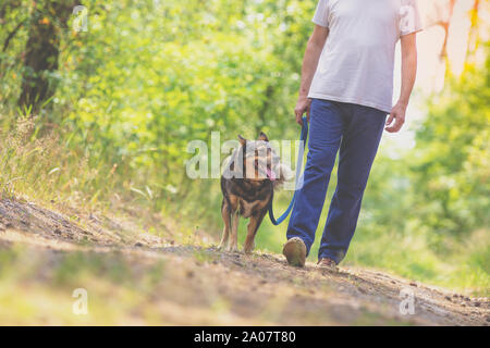 Mensch und Hund sind die besten Freunde. Der Mann hält den Hund an der Leine, Spaziergänge auf einem Feldweg in den Wald im Sommer an einem sonnigen Tag Stockfoto