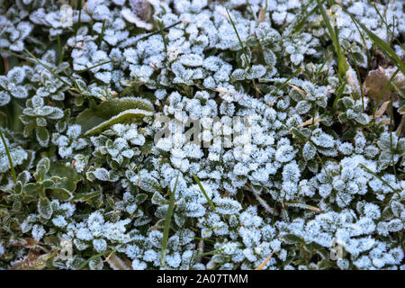Frost bedeckt Patch von Unkraut auf einem gefrorenen Waldboden Stockfoto