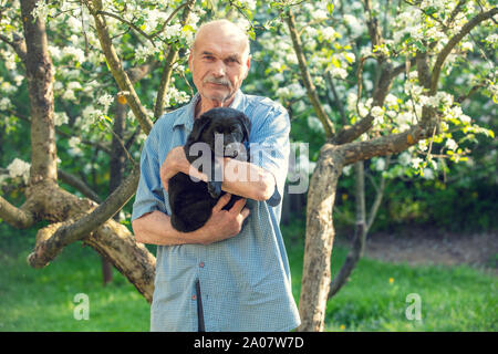 Ein älterer Mann mit einem kleinen schwarzen Labrador Welpe im Freien. Mann in einem blühenden Frühling orchard Stockfoto