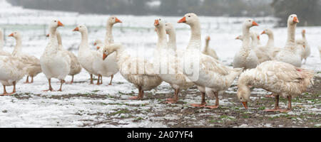 Viele weiße Gänse auf einem weißen Wiese im Winter bei Schnee. Tiere gemästet für Weihnachten braten Stockfoto