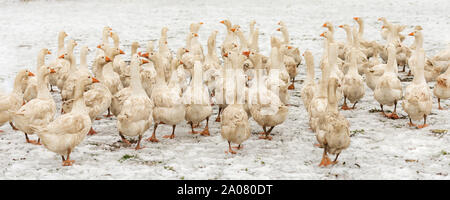 Viele weiße Gänse auf einem weißen Wiese im Winter bei Schnee. Tiere gemästet für Weihnachten braten Stockfoto