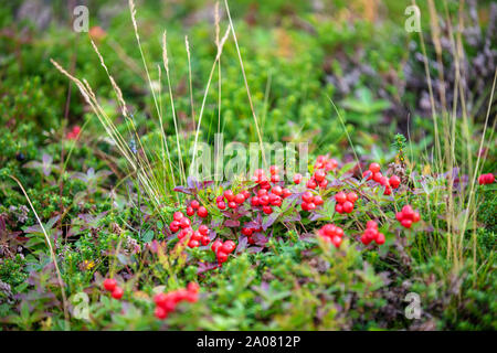 Preiselbeere (Vaccinium vitis-idaea) wachsen in einem Sumpf. Natur Hintergrund Stockfoto