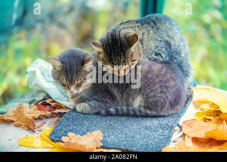 Zwei Katzen im Herbst Garten schlafen Stockfoto