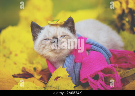 Herbst Porträt eines kleines Kätzchen trägt einen rosa-grauen Schal stricken. Cat walking Outdoor auf Laub im Garten Stockfoto