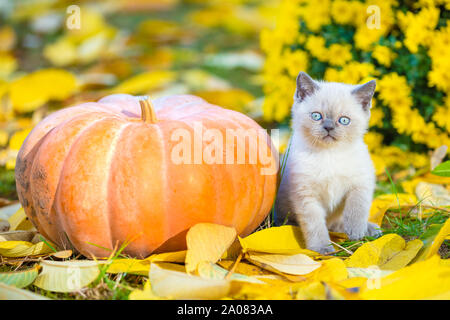 Ein kleines Kätzchen sitzt in der Nähe von einem großen Kürbis. Ein Kätzchen sitzt auf Laub im Herbst Garten Stockfoto