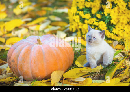 Ein kleines Kätzchen sitzt in der Nähe von einem großen Kürbis. Ein Kätzchen sitzt auf Laub im Herbst Garten Stockfoto