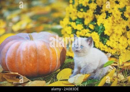 Ein kleines Kätzchen sitzt in der Nähe von einem großen Kürbis. Ein Kätzchen sitzt auf Laub im Herbst Garten Stockfoto