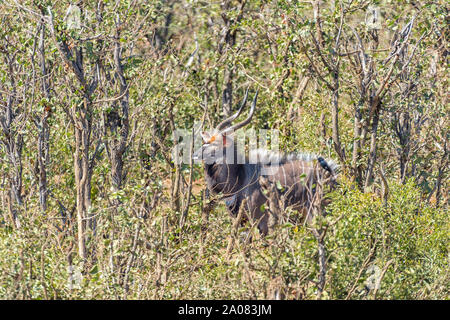 Ein erwachsener Nyala Stier, Tragelaphus angasii, zwischen mopani Büsche Stockfoto