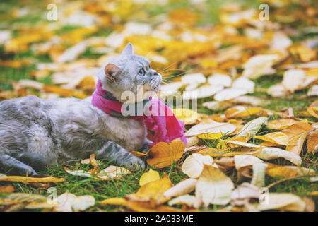 Süße Katze trägt einen rosa-grauen stricken Schal sitzen auf gelbe Blätter im Herbst Garten gefallen Stockfoto