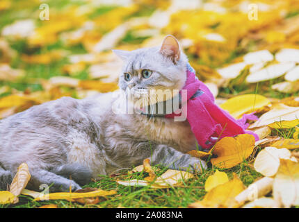 Süße Katze trägt einen rosa-grauen stricken Schal sitzen auf gelbe Blätter im Herbst Garten gefallen Stockfoto
