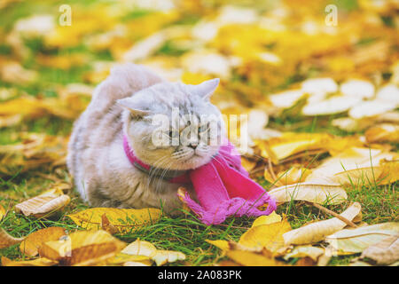 Süße Katze trägt einen rosa-grauen stricken Schal sitzen auf gelbe Blätter im Herbst Garten gefallen Stockfoto