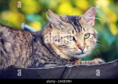 Die Sibirische Katze liegt auf dem Dach des Standes im Hof Stockfoto