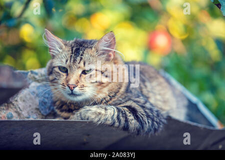 Die Sibirische Katze liegt auf dem Dach des Standes im Hof Stockfoto