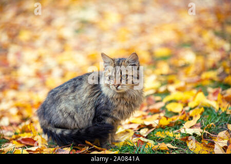 Süße Sibirische Katze sitzt auf dem Laub im Herbst Garten Stockfoto