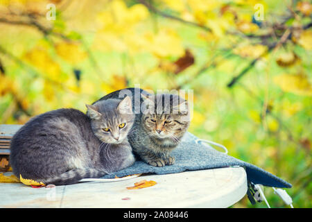 Zwei entspannende Katzen. Ein paar Katzen im Herbst Orchard liegt. Stockfoto