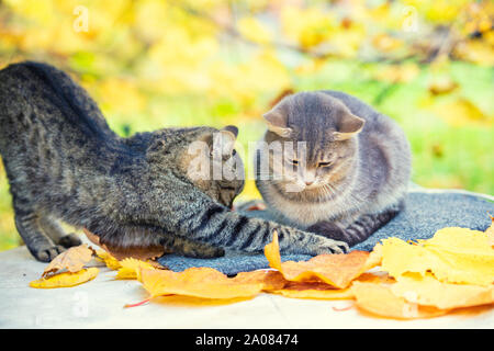 Zwei entspannende Katzen. Ein paar Katzen im Herbst Orchard liegt. Stockfoto