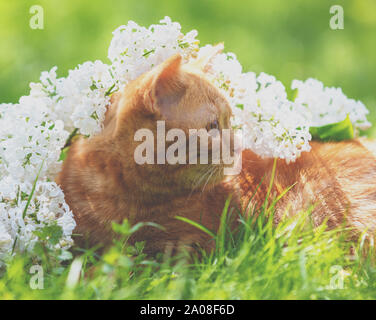 Cute ginger Cat entspannend auf das Gras mit weißen Flieder Blumen Stockfoto