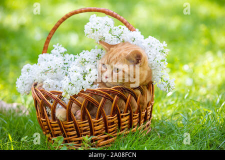 Die niedlichen Ingwer Katze sitzt in einem Korb mit weißen Flieder Blumen auf den grünen Rasen Stockfoto