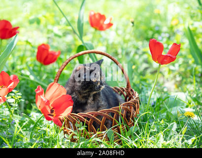 Schöne kleine schildpatt Katze sitzt in einem Korb in der Nähe von Tulpen im Frühling Garten Stockfoto