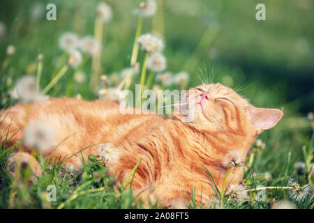 Cute ginger Kitten liegt auf einem Rasen von Löwenzahn Stockfoto