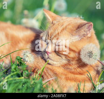 Cute ginger Kitten liegt auf einem Rasen von Löwenzahn Stockfoto