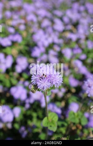 Schönen lila gomphrena Blume Blüte. Stockfoto
