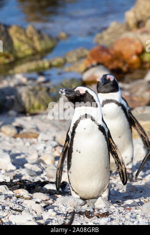 Afrikanische Pinguine (Spheniscus demersus) Stony Point Nature Reserve, Betty's Bay, Western Cape, Südafrika, gefährdete Arten. Jackass Pinguin Stockfoto