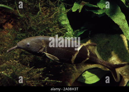 Peters des Gnathonemus petersii elephantnose Fisch, Stockfoto