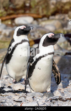 Afrikanische Pinguine (Spheniscus demersus) Stony Point Nature Reserve, Betty's Bay, Western Cape, Südafrika, gefährdete Arten. Jackass Pinguin Stockfoto