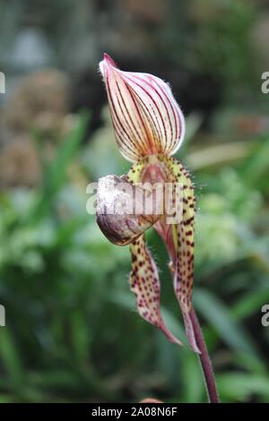 Schöne Cypripedioideae, Frauenschuh Lady Orchidee, Lady Slipper orchid, Slipper orchid, Venus slipper Stockfoto