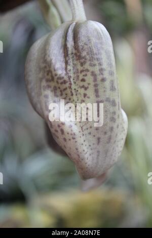 Schöne schwarz lila stanhopea, Stan, Stanhopea nigroviolacea, auf dem Kopf Orchideenblüte Knospe. Stockfoto